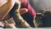 The Responsibilities As A New Pet Parent