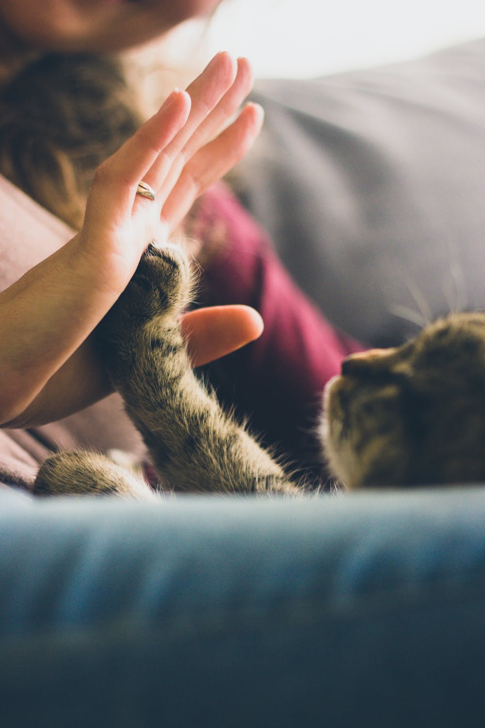 The Responsibilities As A New Pet Parent