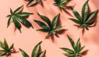4 Legal Considerations before Purchasing Cannabis Online